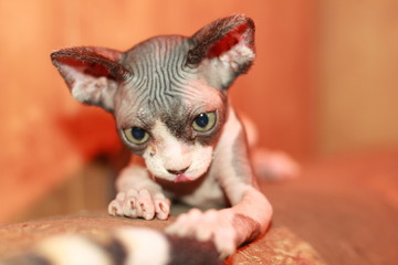 Fototapeta premium Canadian sphynx kitten