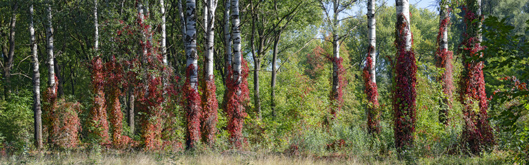 Birch forest with virginia creeper
