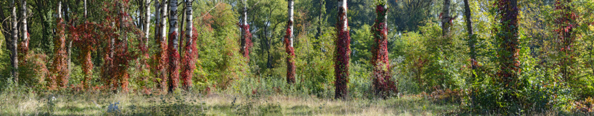 birch forest with virginia creeper - obrazy, fototapety, plakaty
