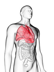 3d rendered medically accurate illustration of a mans lung