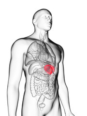 3d rendered medically accurate illustration of a mans spleen