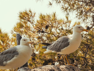 Obraz premium Seagulls in Monaco-Ville during a summer day