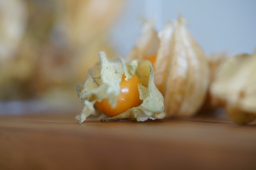 Physalis