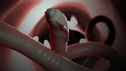 Fototapeta premium 3d rendered medically accurate illustration of a roundworm