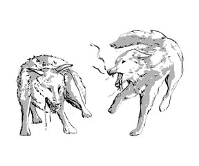 Obraz premium Two wolves fighting. Isolated objects on white background. Vector illustration in sketch style
