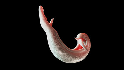 3d rendered medically accurate illustration of a schistosoma