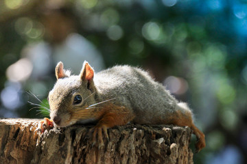 切株の上でリラックスしているリス