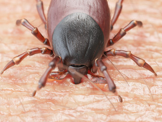 3d rendered medically accurate illustration of a tick bite