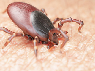 3d rendered medically accurate illustration of a tick bite