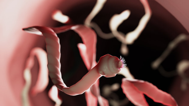3d rendered medically accurate illustration of a tape worm