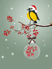 blue tits bird on tree at Christmas