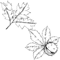 Fototapeta premium Vector autumn chestnut plant and leaves. Leaf plant botanical garden floral foliage. Isolated illustration element. Vector leaf for background, texture, wrapper pattern, frame or border.
