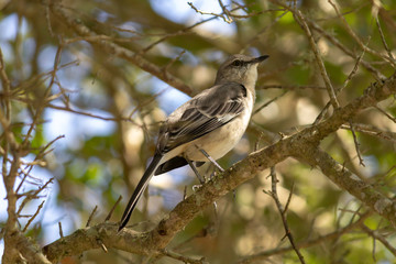 Mockingbird on a branch