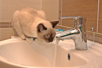 The cat drinks water from the tap