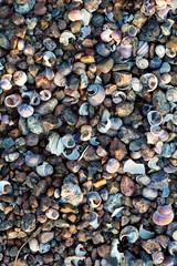 Sea shore texture background with little stones and shells in light of setting sun,  selective focus