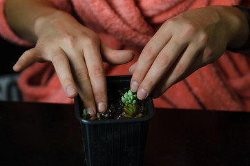 two female hands planting a plant in a small black flower pot