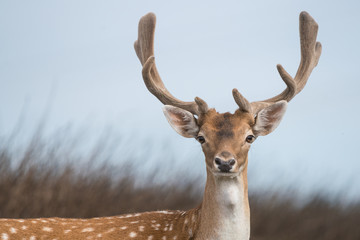 Damhirsch