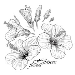 Hibiscus flower set - obrazy, fototapety, plakaty