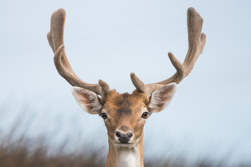 Damhirsch