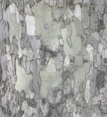Sycamore tree (other name platan), details of bark. Natural background of tree bark. Natural...