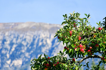 apple tree with red fruits in the mountains 