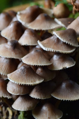 Fungi Bodmin Moor