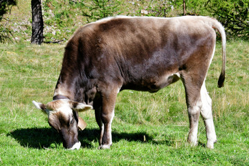 cow calf in the mountains of italy