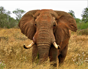 Naklejka na ściany i meble elephant in kenya