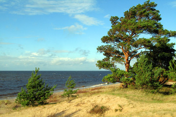 tree on the beach