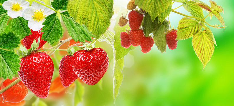 strawberries ripe witch raspberries