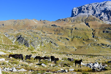 Россия, Архыз. Лошади пасутся под скалой Загедан