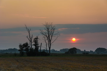 Fototapeta na wymiar Sunset and meadow with trees