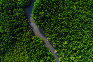 Green mangrove ecology rainforest jungle of nature landscape