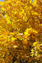 Bright yellow maple leaves in autumn as background