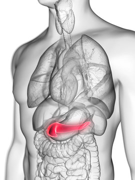 3d rendered medically accurate illustration of a mans pancreas