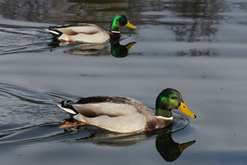 Two ducks swimming in the lake