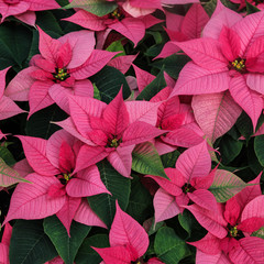 Pink flowers in the garden