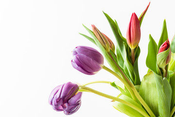 bouquet of  tulips on white
