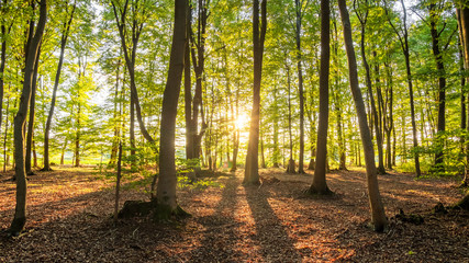 Beautiful sunset between trees, forest in the Lüneburger Heide, Northern Germany