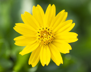 yellow flowers in the front yard