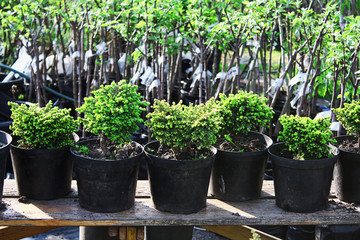 Fototapeta na wymiar Pots with plants in the garden