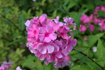 pink flowers in garden
