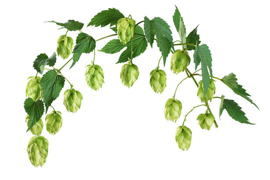 Branch of hop with leaves isolated on white background.
