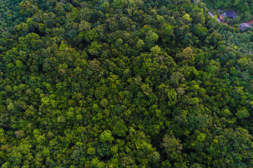 Green tree tropicl rainforest on island aerial view in morning