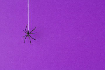 Halloween background concept. Black spider hanging on web on purple background
