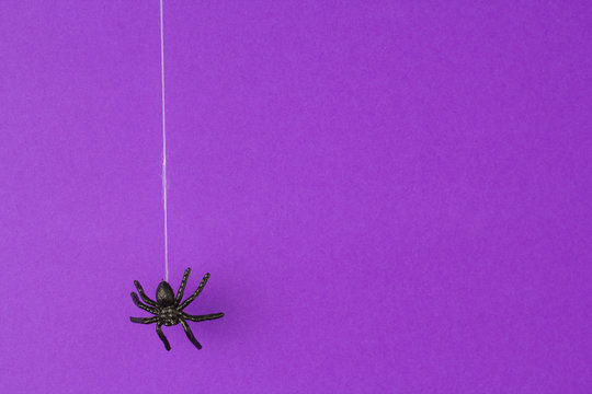 Halloween Background Concept. Black Spider Drop Down From Web On Purple Background