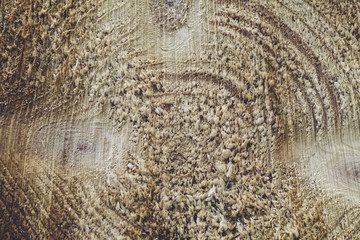 tree trunk forestry