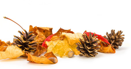 autumn leaves isolated on white