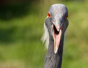 portrait of a demoiselle crane