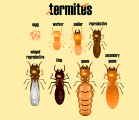 type of termite,white ant collection,cartoon style,vector.